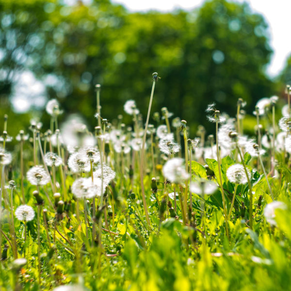 carmen garay cliente nueva web